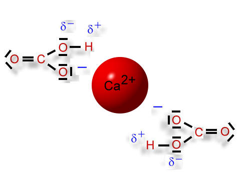 Calciumhydrogencarbonat01