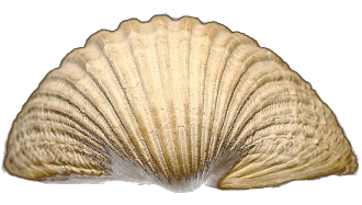 muschel