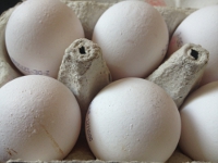 eier2