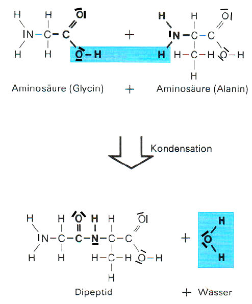 peptidbildung