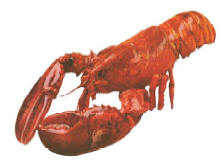 hummer