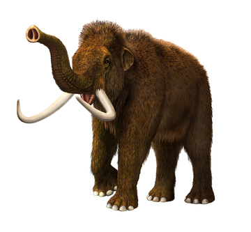 a-mammut-Fotolia 47771842 XS